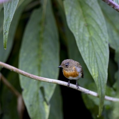 Robin in the Garden Christmas Card (10pk)