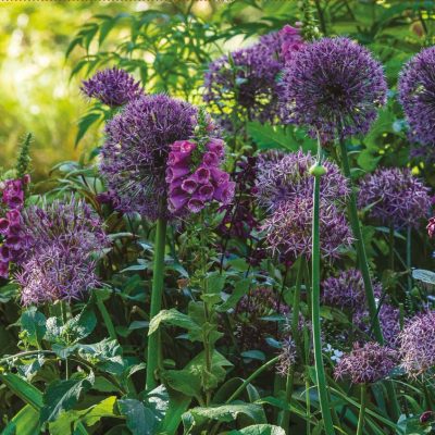Garden Greeting Cards